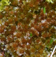 Capillary Thread-moss thumbnail 4