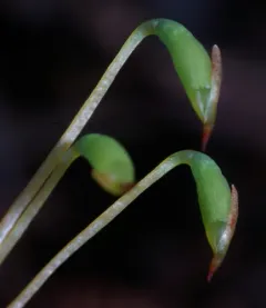 Red-mouthed Leafy Moss thumbnail 2