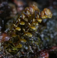 American Earwort thumbnail 1