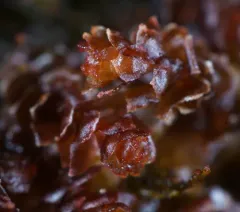 Notched Rustwort thumbnail 3