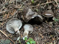 March Waxy Cap thumbnail 2