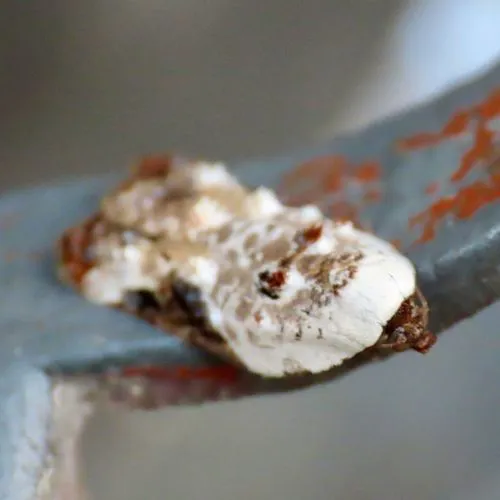 Snowy-shouldered Acleris Moth