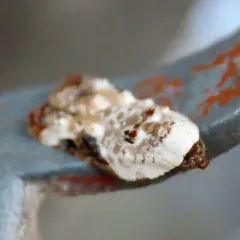Snowy-shouldered Acleris Moth thumbnail 1