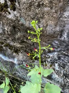 Desert Figwort thumbnail 3