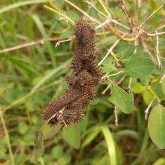 Western Sheep Moth thumbnail 3