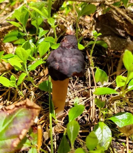 Gyromitra splendida