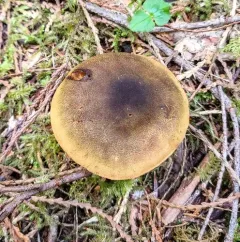 Cortinarius clandestinus thumbnail 1