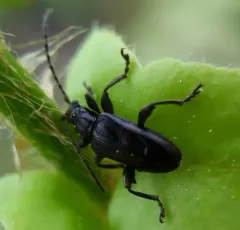 Lustrous reed beetle thumbnail 3