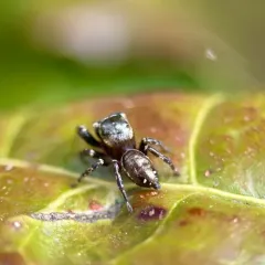 Pelegrina aeneola thumbnail 2