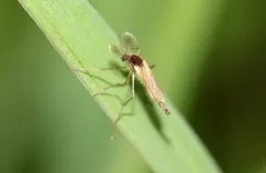 Mochlonyx velutinus thumbnail 2