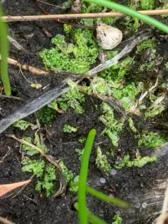 Long-bristled Frillwort thumbnail 3