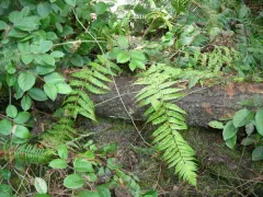 Borrer's Male-fern thumbnail 3