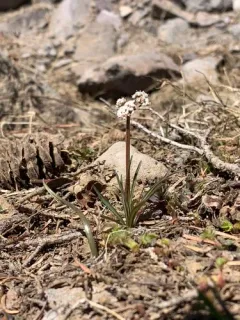California Indian Potato thumbnail 2