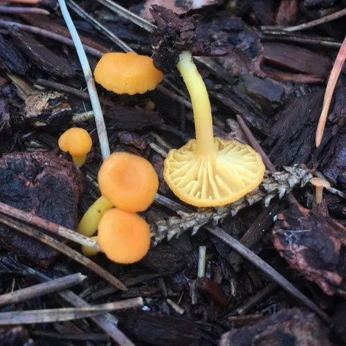 Orange Chrysomphalina