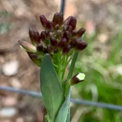 Tower Mustard thumbnail 4