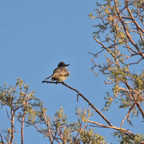 Ash-throated Flycatcher