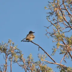Ash-throated Flycatcher thumbnail 1