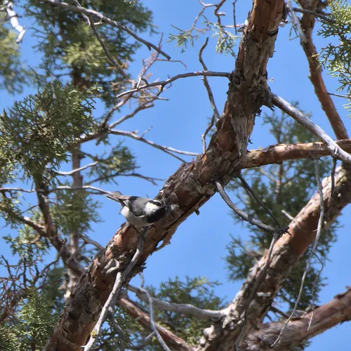 Mountain Chickadee