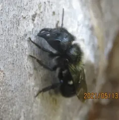 Osmia montana thumbnail 1