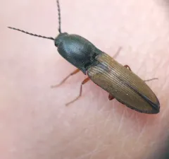Black-footed Click Beetle thumbnail 2