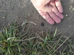 Liatongus californicus thumbnail 2