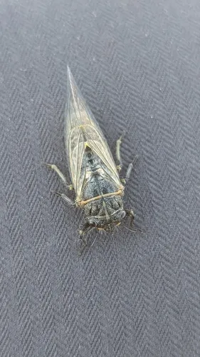 Neoplatypedia constricta