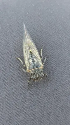 Neoplatypedia constricta thumbnail 1