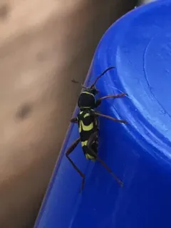 Clytus planifrons thumbnail 3