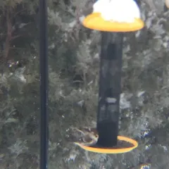 Redpoll thumbnail 2