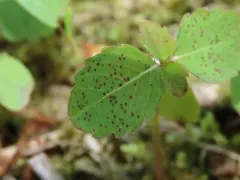 Mycosphaerella impatientis thumbnail 2