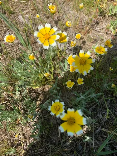 smooth tidytips