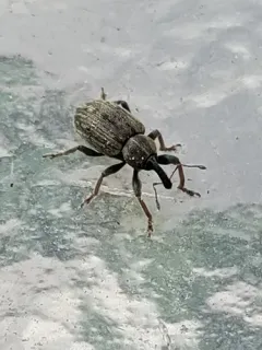 Clover Head Weevil thumbnail 2