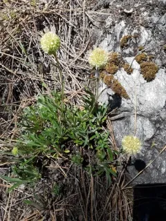 Clustered Phacelia thumbnail 3