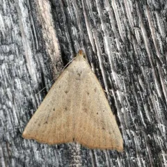 Louisiana Owlet thumbnail 3