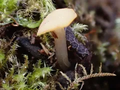 spring pin thumbnail 3