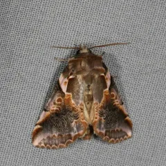 Glorious Habrosyne Moth thumbnail 4