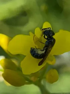 Ceratina acantha thumbnail 2