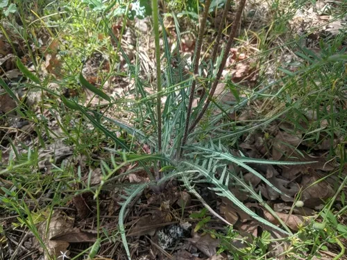 spearleaf agoseris