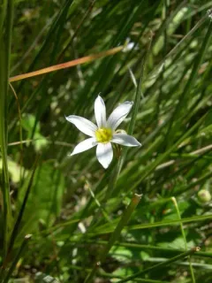 Northern Blue-eyed-grass thumbnail 1