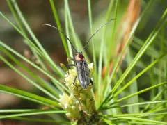 Stenosphenus notatus thumbnail 2