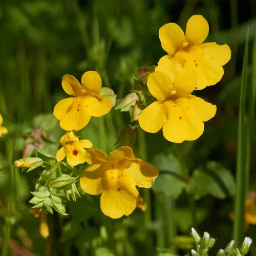 shy monkeyflower