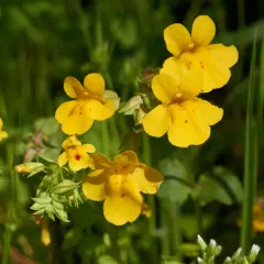 shy monkeyflower thumbnail 1