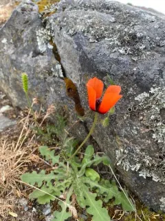 Prickly Poppy thumbnail 4