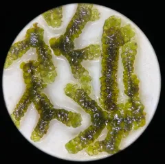 Jubula pennsylvanica thumbnail 4