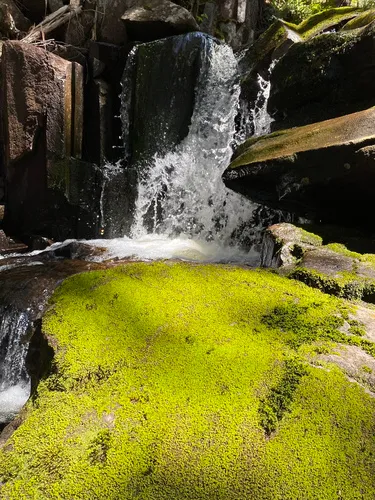 Western Brook-moss