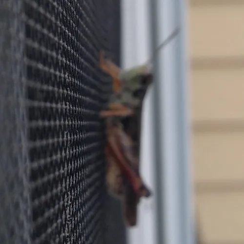 Migratory Grasshopper