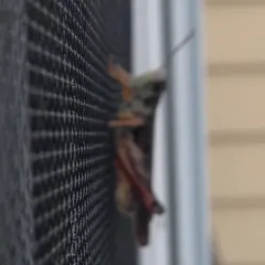 Migratory Grasshopper thumbnail 1