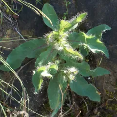 longbeard hawkweed thumbnail 2
