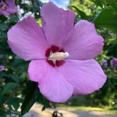 common hibiscus thumbnail 3
