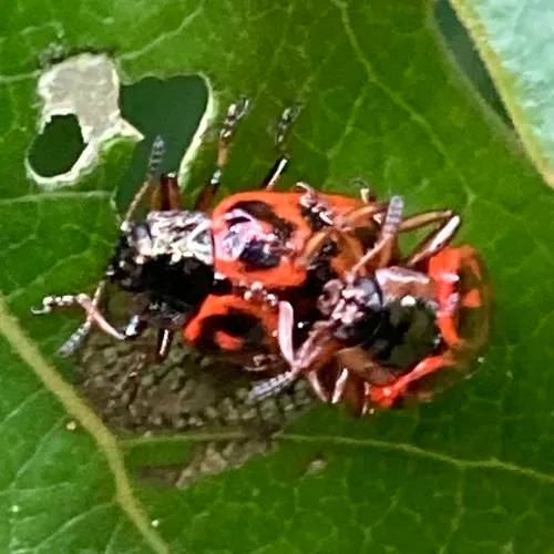 Willow Leaf Beetle